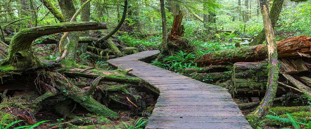 small bridge in the forest